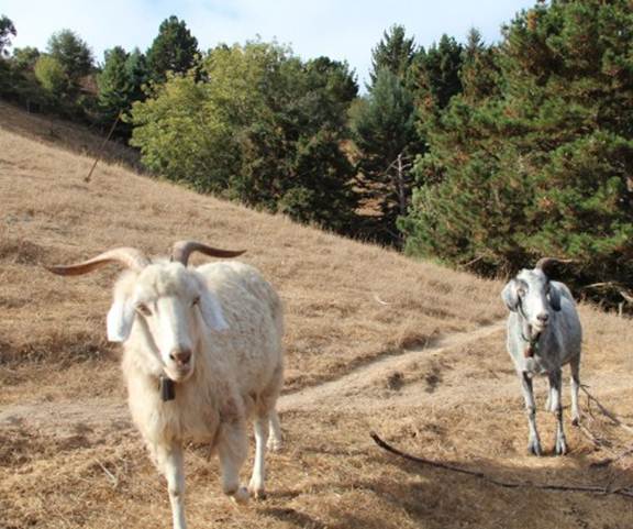 The path to the top contains many horns and hurdles (Photo: Sarah Phelan).